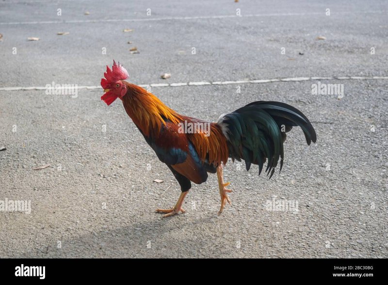 Chicken road nederland in Netherlands